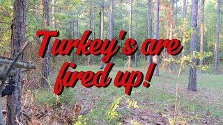 Got them FIRED UP Turkey hunting [upl. by Yuria]