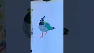 A lapwing lapwing art music peteandthepirates song [upl. by Darnell]