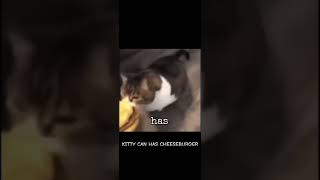 KITTY CAN HAS CHEESE BURGER cat memes edit shorts funny music [upl. by Hallagan]