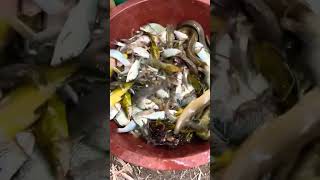 Nicefishing reel nature verynice villagefish youtube [upl. by Nivlak442]