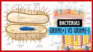 ✅Microbiología  Bacterias GRAM POSITIVAS vs GRAM NEGATIVAS Clasificación según tinción de Gram✅ [upl. by Alvie]