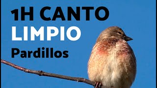 1h CANTO de PARDILLOS 🐦 Chant linotte 1h [upl. by Anaerda]