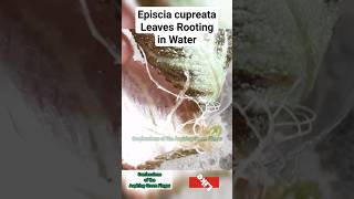 Episcia Cupreata Leaves Rooting in Water [upl. by Submuloc]