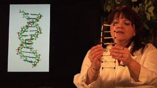 DNA Structure amp Testing  What Are the Four Nitrogenous Bases of DNA [upl. by Piers]