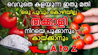 ഒരു പിടി ചാരം മതി തക്കാളി കുലകുത്തി പിടിക്കാൻ Tomatto cultivation in Malayalam Thakkal krishi [upl. by Tila106]