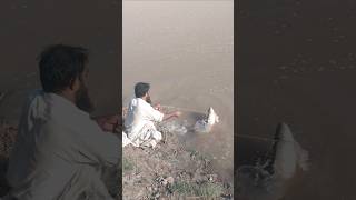 Big Rohu Fish catch from River Chanab Fishing videos shorts viralshort [upl. by Alyson745]