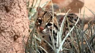 Ocelot Facts  Facts About Ocelots [upl. by Rimidalg]