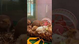 Hamster breed பண்ணலாமா  hamster tips  balasvoyage [upl. by Uda]