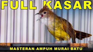 Burung Cucak Jenggot Full Kasar Ampuh Pancing Emosi cucakjenggot masteranburung cucakjenggotgacor [upl. by Balliett]