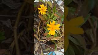 My Yellow Daisy terracegarden [upl. by Namyl]