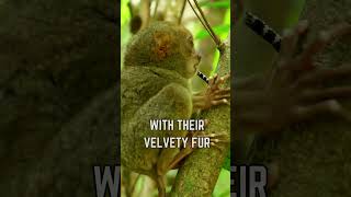 🌟 Meet the Tarsier The Adorably BigEyed Primate 🐒 [upl. by Ginger]