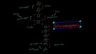 Gluconeogenesis EVERYTHING YOU NEED TO KNOW BIOCHEMISTRY MCAT [upl. by Rome7]