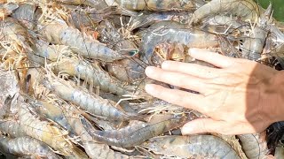 Catching Monster SHRIMP in Big Nets Axis Deer amp Shrimp Catch Clean Cook [upl. by Attiuqaj]