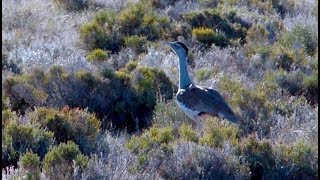 Australian Bustard Encounter [upl. by Eisset]