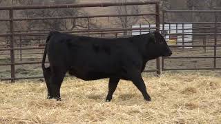 Lot 10  2024 PHG Princesses of the Prairie  Gelbvieh Female Sale [upl. by Chuck995]