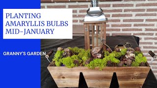 PLANTING AMARYLLIS BULBS MID JANUARY [upl. by Nikki]