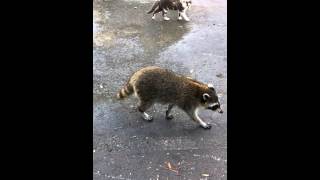 Fight raccoon vs cat [upl. by Nirtiak]