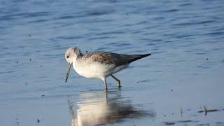 Common Greenshank Pantana Tringa nebularia [upl. by Doti]