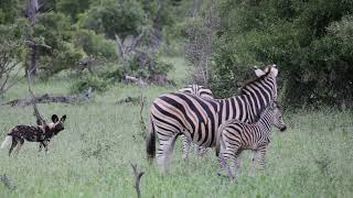 Wild dogs hunt Zebra [upl. by Tanberg806]