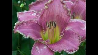 Daylilies Hemerocallis how to pollinate and grow Daylilies in your garden Lilies of the Field [upl. by Lolly]