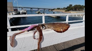 Catching Squid Off The Jetty [upl. by Bern]