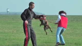 Staffordshire bull terrier  protection work bite work [upl. by Turino]