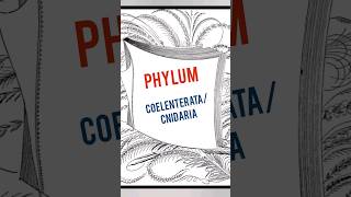 Phylum Coelenteratacnidaria shorts ytshorts [upl. by Tombaugh868]