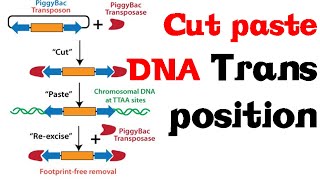 Cut and paste DNA transposition [upl. by Attenehs]