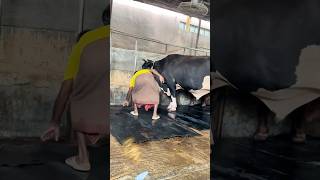 Workers Fix The Giant cow Mats After Cleaning The Farm Every Day  Cattle Farming 2024 [upl. by Wilen]