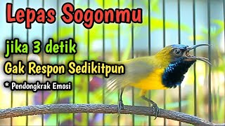 CUIT CUITAN SOGON GACOR PENAIK EMOSI SOGON TROTOL GACOR ANTI NGERIWIK LANGSUNG DOR NEMBAK FULL ISIAN [upl. by Atirhs]