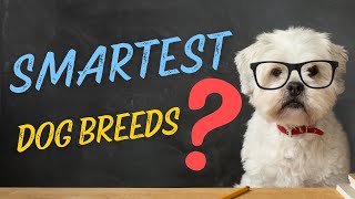 🐶Top 10 Smartest Dog Breeds in the World [upl. by Guillema]