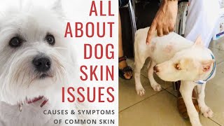 Reason of Dog  Puppy  Skin Problem  Allergy  Fungal  Infection  is Salty  Milk  Sweet Food [upl. by Yuh630]