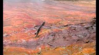 OLD ARTESIAN BORE AT BURKETOWN [upl. by Sil151]