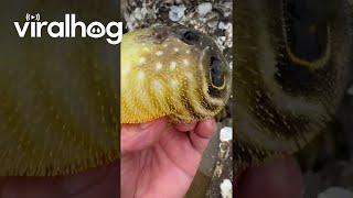 Puffer Fish Inflating in Hand  ViralHog [upl. by Windham]