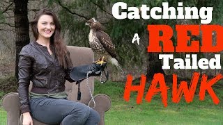 Catching a Red Tailed Hawk For Falconry [upl. by Yorgo]