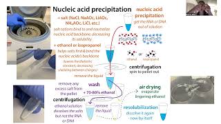 DNA amp RNA precipitation with alcohols amp salts  theory practice amp options EtOH vs IsOH etc [upl. by Eninnaej]