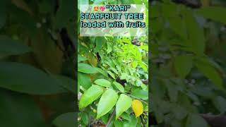 😍quotKariquot Starfruit Tree loaded with fruits Some of them on the ground starfruits carambola [upl. by Ring27]