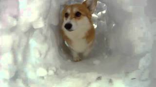 Corgi Snow Tunnel [upl. by Ahsenauq379]