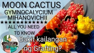 7 Moon Cactus Gymnocalycium Mihanovichii Cactus Care Guide  다육식물 多肉植物 Suculentas [upl. by Aiht]