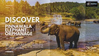 Discover Pinnawala Elephant Orphanage  Sri Lanka’s Majestic Gentle Giants [upl. by Christiansen450]