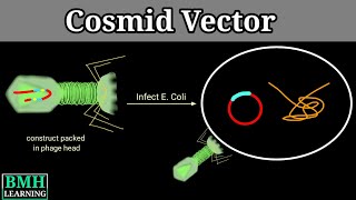 Cosmid Vector  Cosmid As Cloning Vector [upl. by Atikahs]