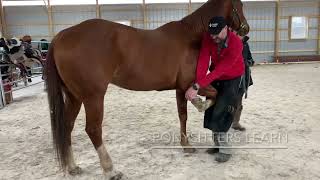 Horse flexion test with the PONYSITTERS [upl. by Richy]