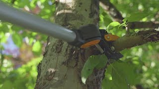 How to use tree pruners and branch saws [upl. by Cissej]