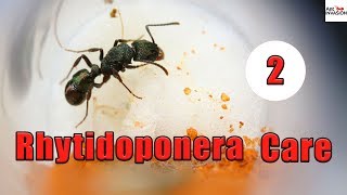 How To Raise A Rhytidoponera Queen Ant  Part 2 Larvae [upl. by Anitsrihc]