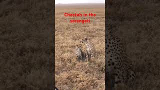 Guépard dans les plaines du serengeti cheetah nature animals safari [upl. by Landers]