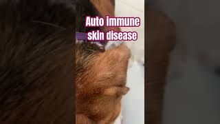 Autoimmune skin disease in dog [upl. by Nnayrrehs]