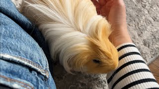 Max purrs a cute pet 🐹 Guinea pig [upl. by Cire]