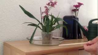 Watering orchids in sphagnum moss [upl. by Bledsoe409]