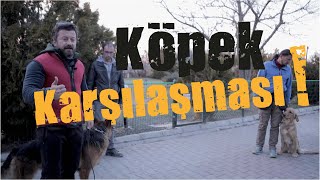 Köpek Karşılaşması [upl. by Nolaf602]