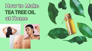 How to Make Tea Tree Oil At Home [upl. by Scheider106]